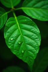 Rain-soaked green leaf branch, vibrant emerald hues, spring, detail, scene