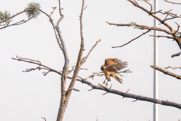 飛翔する美しいオオタカ（タカ科）
英名学名：Northern Goshawk (Accipiter...