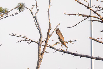 飛翔する美しいオオタカ（タカ科）
英名学名：Northern Goshawk (Accipiter gentilis, family comprsing hawks) 
ハシブトガラス（カラス科）と戦っている。
英名学名：Jungle Crow, Corvus macrorhynchos (Crow family)
東京都大田区東京港野鳥公園-2025年
