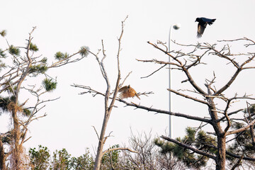 飛翔する美しいオオタカ（タカ科）
英名学名：Northern Goshawk (Accipiter gentilis, family comprsing hawks) 
ハシブトガラス（カラス科）と戦っている。
英名学名：Jungle Crow, Corvus macrorhynchos (Crow family)
東京都大田区東京港野鳥公園-2025年
