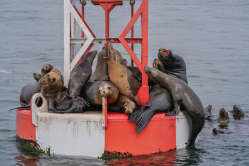 Sea lions on a buoy  off the coast of Southern California