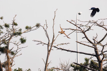 飛翔する美しいオオタカ（タカ科）
英名学名：Northern Goshawk (Accipiter gentilis, family comprsing hawks) 
ハシブトガラス（カラス科）と戦っている。
英名学名：Jungle Crow, Corvus macrorhynchos (Crow family)
東京都大田区東京港野鳥公園-2025年
