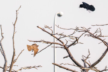 飛翔する美しいオオタカ（タカ科）
英名学名：Northern Goshawk (Accipiter...