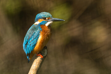 Common kingfisher (Alcedo atthis) during on branch tree for diving into water eating fish at the river.Kingfisher fishing and hunting perching on a twig.Nature animal wildlife concept.