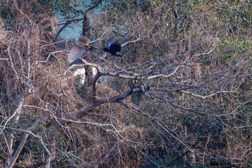 飛翔する美しいオオタカ（タカ科）
英名学名：Northern Goshawk (Accipiter gentilis, family comprsing hawks) 
ハシブトガラス（カラス科）と戦っている。
英名学名：Jungle Crow, Corvus macrorhynchos (Crow family)
東京都大田区東京港野鳥公園-2025年
