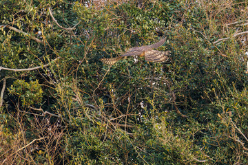 飛翔する美しいオオタカ（タカ科）
英名学名：Northern Goshawk (Accipiter...