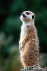 Fototapeta premium A meerkat stands tall, looking forward with intense curiosity and alertness.