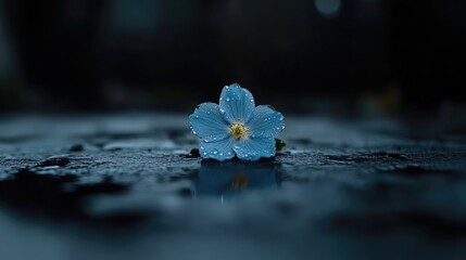 Delicate blue flower in a puddle
