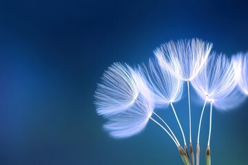 dandelion on blue background