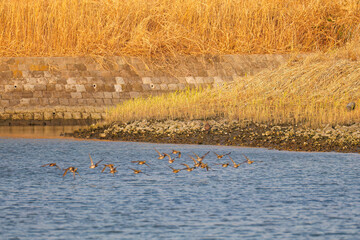 飛翔する美しいオオタカ（タカ科）
英名学名：Northern Goshawk (Accipiter gentilis, family comprsing hawks) 
飛翔するカモ科の群れ。
A flock of ducks in flight.
東京都大田区東京港野鳥公園-2025年
