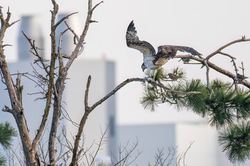 魚を捕らえ掴んだまま飛翔する美しいミサゴ（タカ科）
英名学名：osprey...
