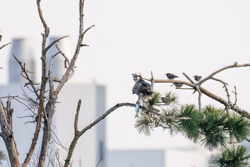 魚を捕らえ掴んだまま飛翔する美しいミサゴ（タカ科）
英名学名：osprey...