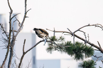魚を捕らえ掴んだまま飛翔する美しいミサゴ（タカ科）
英名学名：osprey (Pandion haliaetus)
ボラを捕まえた。
Caught a Flathead Gray Mullet (Mugil cephalus).
東京都大田区東京港野鳥公園-2025年
