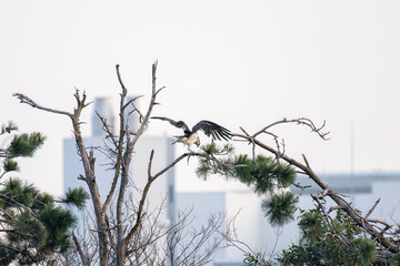魚を捕らえ掴んだまま飛翔する美しいミサゴ（タカ科）
英名学名：osprey...