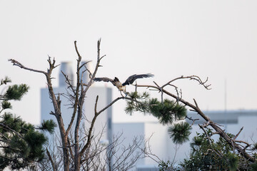 魚を捕らえ掴んだまま飛翔する美しいミサゴ（タカ科）
英名学名：osprey (Pandion haliaetus)
ボラを捕まえた。
Caught a Flathead Gray Mullet (Mugil cephalus).
東京都大田区東京港野鳥公園-2025年

