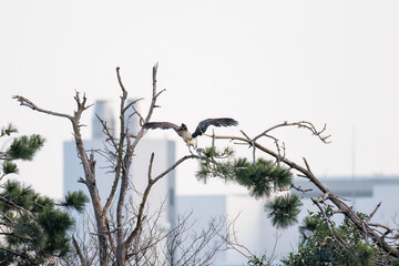 魚を捕らえ掴んだまま飛翔する美しいミサゴ（タカ科）
英名学名：osprey (Pandion haliaetus)
ボラを捕まえた。
Caught a Flathead Gray Mullet (Mugil cephalus).
東京都大田区東京港野鳥公園-2025年
