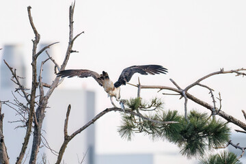 魚を捕らえ掴んだまま飛翔する美しいミサゴ（タカ科）
英名学名：osprey...
