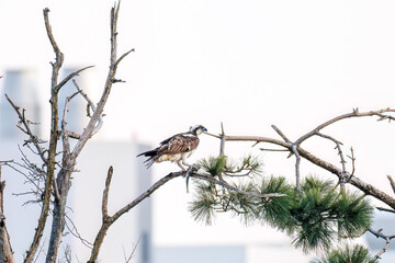 魚を捕らえ掴んだまま飛翔する美しいミサゴ（タカ科）
英名学名：osprey (Pandion haliaetus)
ボラを捕まえた。
Caught a Flathead Gray Mullet (Mugil cephalus).
東京都大田区東京港野鳥公園-2025年
