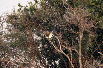魚を捕らえ掴んだまま飛翔する美しいミサゴ（タカ科）
英名学名：osprey (Pandion haliaetus)
ボラを捕まえた。
Caught a Flathead Gray Mullet (Mugil cephalus).
東京都大田区東京港野鳥公園-2025年
