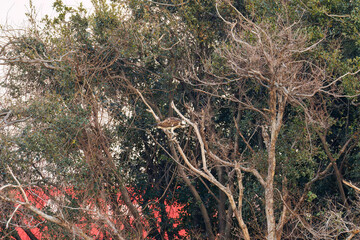 魚を捕らえ掴んだまま飛翔する美しいミサゴ（タカ科）
英名学名：osprey (Pandion haliaetus)
ボラを捕まえた。
Caught a Flathead Gray Mullet (Mugil cephalus).
東京都大田区東京港野鳥公園-2025年
