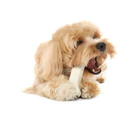 Cute dog with chew bone on white background