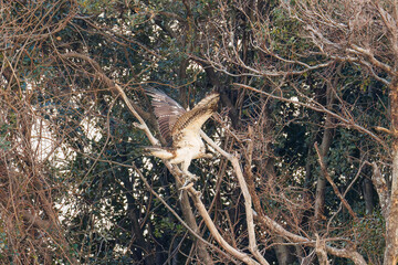 魚を捕らえ掴んだまま飛翔する美しいミサゴ（タカ科）
英名学名：osprey (Pandion haliaetus)
ボラを捕まえた。
Caught a Flathead Gray Mullet (Mugil cephalus).
東京都大田区東京港野鳥公園-2025年
