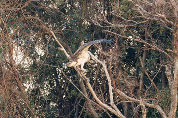 魚を捕らえ掴んだまま飛翔する美しいミサゴ（タカ科）
英名学名：osprey (Pandion haliaetus)
ボラを捕まえた。
Caught a Flathead Gray Mullet (Mugil cephalus).
東京都大田区東京港野鳥公園-2025年
