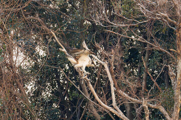 魚を捕らえ掴んだまま飛翔する美しいミサゴ（タカ科）
英名学名：osprey (Pandion haliaetus)
ボラを捕まえた。
Caught a Flathead Gray Mullet (Mugil cephalus).
東京都大田区東京港野鳥公園-2025年
