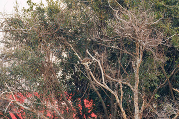 魚を捕らえ掴んだまま飛翔する美しいミサゴ（タカ科）
英名学名：osprey (Pandion haliaetus)
ボラを捕まえた。
Caught a Flathead Gray Mullet (Mugil cephalus).
東京都大田区東京港野鳥公園-2025年

