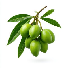 Green mangoes hanging on branch on white background