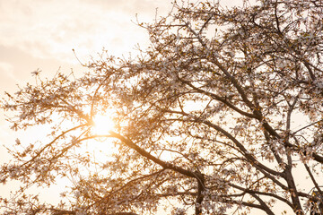 満開に咲いて夕日を受けて色づくコブシ（モクレン科）の木の花。
英名学名：kobus magnolia (Magnolia kobus, Magnoliaceae) 
東京都大田区東京港野鳥公園-2025年
