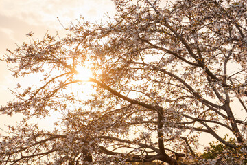 満開に咲いて夕日を受けて色づくコブシ（モクレン科）の木の花。
英名学名：kobus magnolia (Magnolia kobus, Magnoliaceae) 
東京都大田区東京港野鳥公園-2025年
