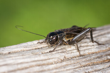 Closeup of a black cricket on a wooden post
