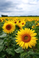 Fototapeta premium Bright yellow sunflowers flourish gracefully throughout the vast field.