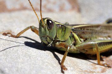 Grasshopper on Streamside Rock – Fly Fishing Hopper Imitation Reference; A close-up macro photograph of a green grasshopper perched on a rock near a trout stream. 