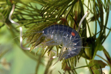 A macro underwater photograph of a freshwater amphipod (Gammarus lacustris), commonly known as a...