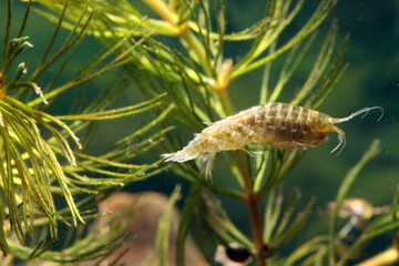 A freshwater amphipod (Gammarus lacustris) underwater, actively swimming through the weeds, macro close-up. 