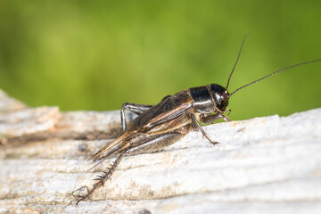 Closeup of a black cricket on a wooden post