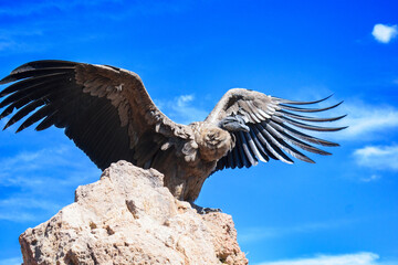 Condor Colca