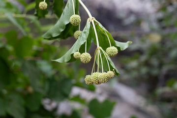 Buds on a stem