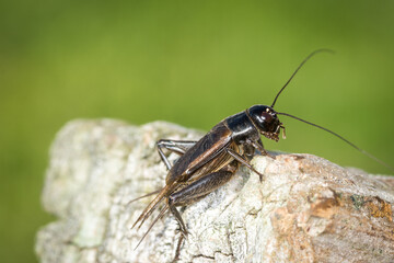 Closeup of a black cricket on a wooden post