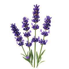 Fototapeta premium Lavender flowers blooming purple aromatic plant blossom flora isolated on transparent background
