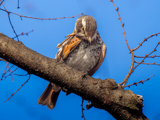 枝にとまるツグミ