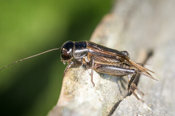 Closeup of a black cricket on a wooden post