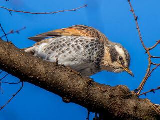 枝にとまるツグミ