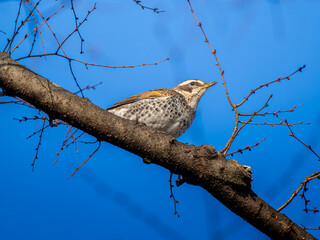 枝にとまるツグミ