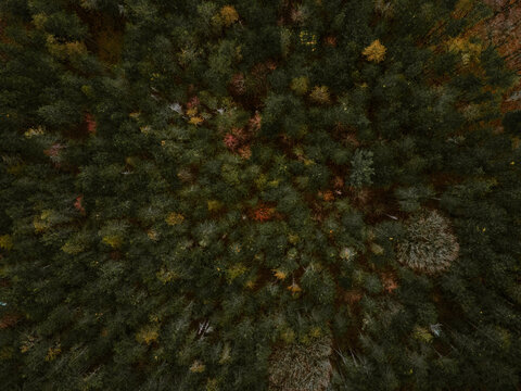 Forest Aerial View