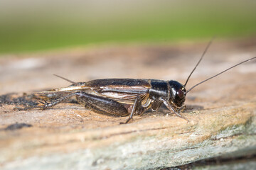Closeup of a black cricket on a wooden post