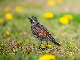 地面を歩くツグミ
