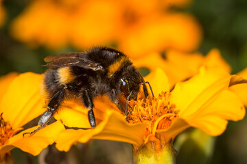 close up of a bumble bee collecting nectar from a flower